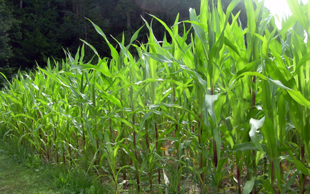 LoderNet.com / Juli 2008 - Maisfeld